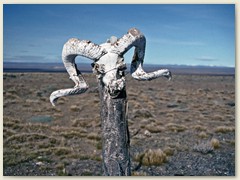 06 Die Pampa, eine grasbewachsene Ebene