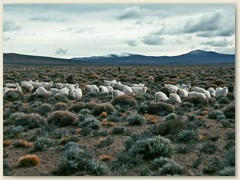 08 Schafzucht, Hauptbewirtschaftung im rauhen Patagonien