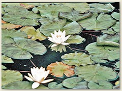 08_Seerosen im Parkteich