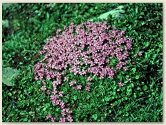 08_Feldthymian zwischen den Steinen endteckt