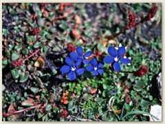 16_Bergenziane