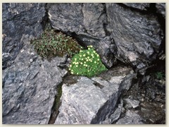 28_Eine Augenweide im Fels und Gestein