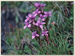 36_Am Wegrand im Gras gesehen