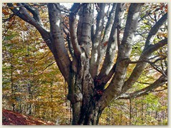 09 Ein alter Baum am Wegrand